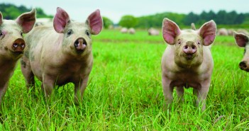 Waitrose is supplied with outdoor-bred pigs from BQP