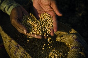 soya beans in hand_123178477