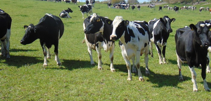 New rules governing equity within the dairy provide chain laid in Parliament