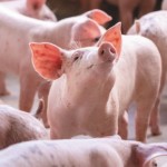 Global pig meat production to grow 13% by 2030 Pigs