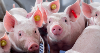 Disease Prevention Must Remain a Priority for Pig Producers