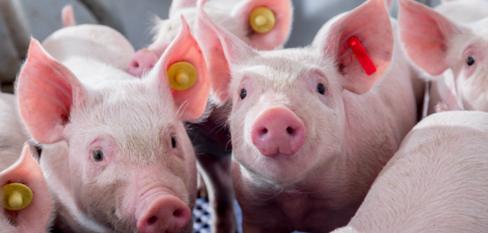 Disease Prevention Must Remain a Priority for Pig Producers
