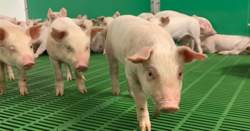 Global pork production increases as China bounces back pigs