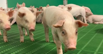 Now is the time to reflect on the disease risks and how they could be mitigated further pigs