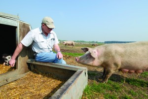 FARMER RICHARD LOHGTHORP WITH SOW: LANDRACE/DUROC BREED