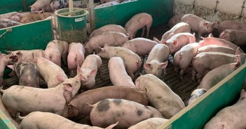 Finishing pig backlog could be putting pressure on ventilation systems overweight pig