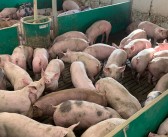 UK pig meat production at highest level in over 20 years