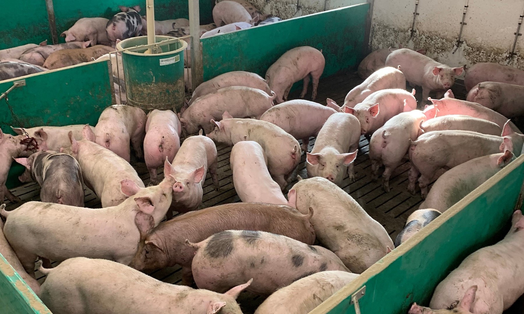 Sow dietary changes could improve piglet survival rates, research finds
