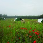 Still time to sign up for sustainable farming pilot scheme outdoor pigs