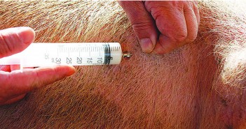 Latest eMB data shows further reductions in UK pig sector antibiotic use Antibiotic_use