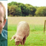 A holistic approach needed to the hot topics with our sector Curious,Pigs,In,Pig,Breeding,Farm,In,Swine,Business,In