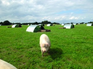 The Mutimers keep 750 indoor sows 