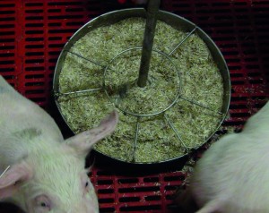 Provision of linen straw as enrichment material in a trough, one possibility to provide substrates in nurseries with fully slatted floors (Photo: ITTN, TiHo).  