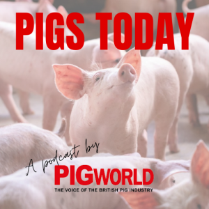 Pigs Today, the Pig World podcast available to stream on all major sites