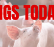 Pigs Today, the Pig World podcast available to stream on all major sites