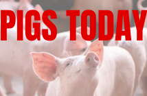 Pigs Today, the Pig World podcast available to stream on all major sites
