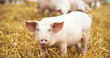 Science-based solutions to improving pig welfare – Professor Sandra Edwards interview One,Young,Piglet,On,Hay,And,Straw,At,Pig,Breeding