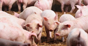 Towards a leaner, more efficient production process Piglet