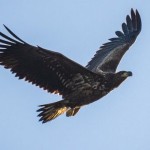 NPA and NFU criticise decision to release white-tailed eagles in Norfolk white-tailed eagle
