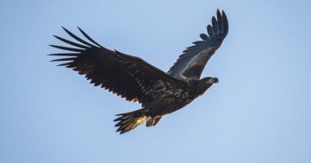 NPA and NFU criticise decision to release white-tailed eagles in Norfolk white-tailed eagle