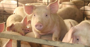 Check pig house ventilation systems as temperatures rise Swine