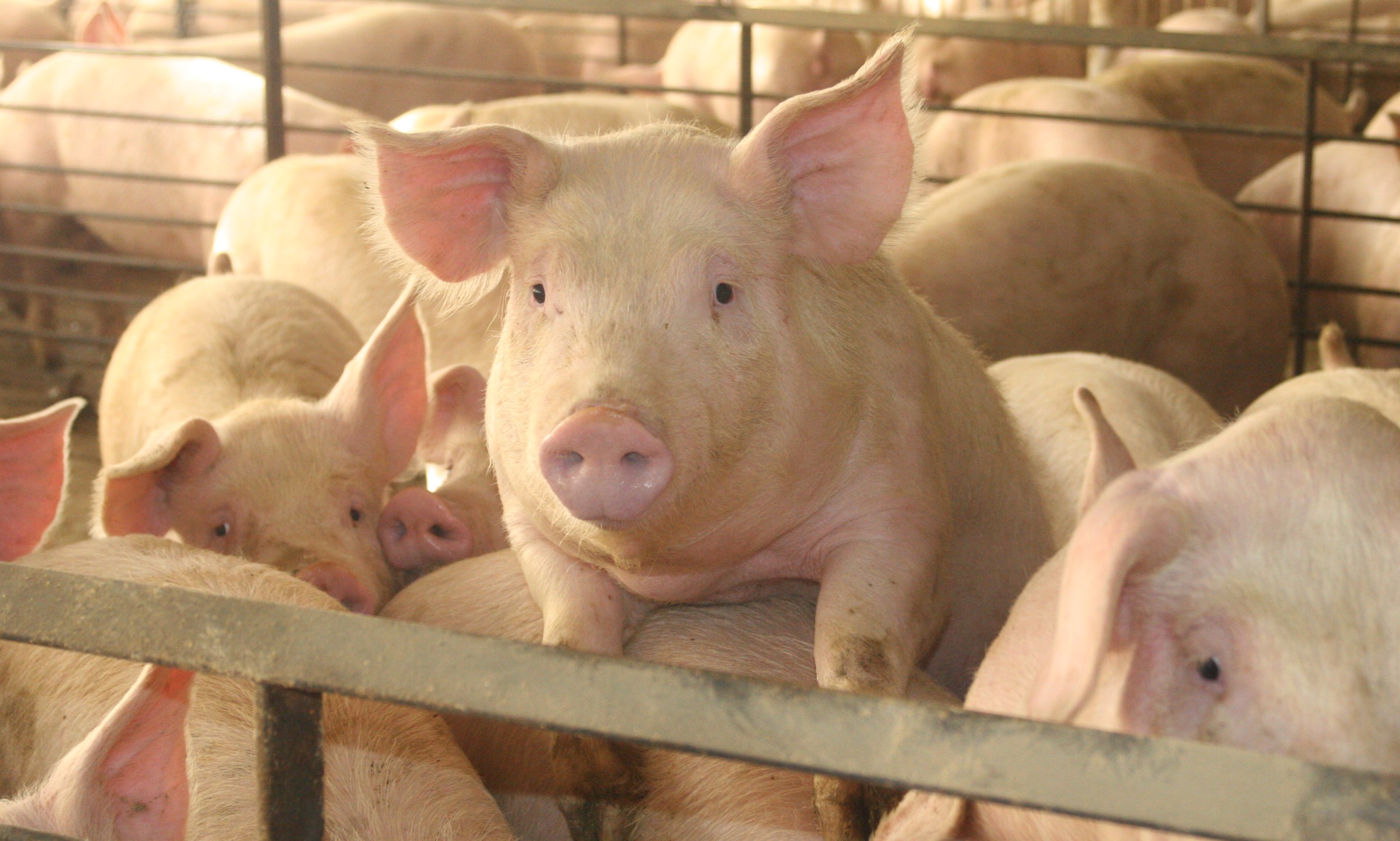 Check pig house ventilation systems as temperatures rise | Pig World