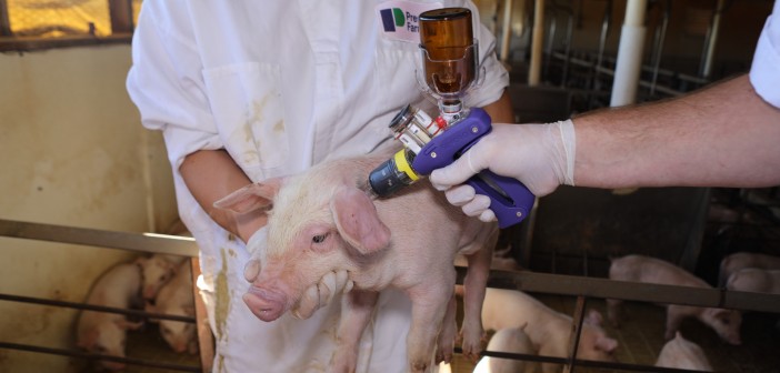 Vaccinating pigs