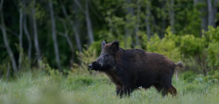 Wild,Boar,In,The,Field,At,Evening,,Forest,Background.,Feral