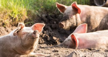 German pig population falls to 25-year low