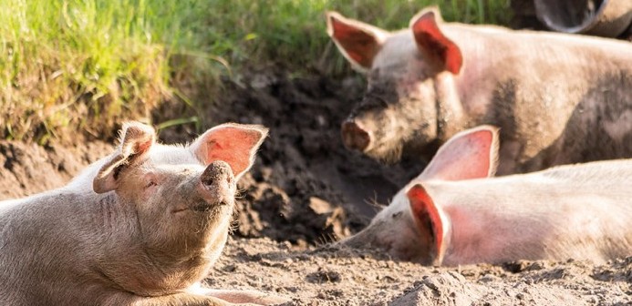 Several countries ban pig meat imported from Italy following ASF cases