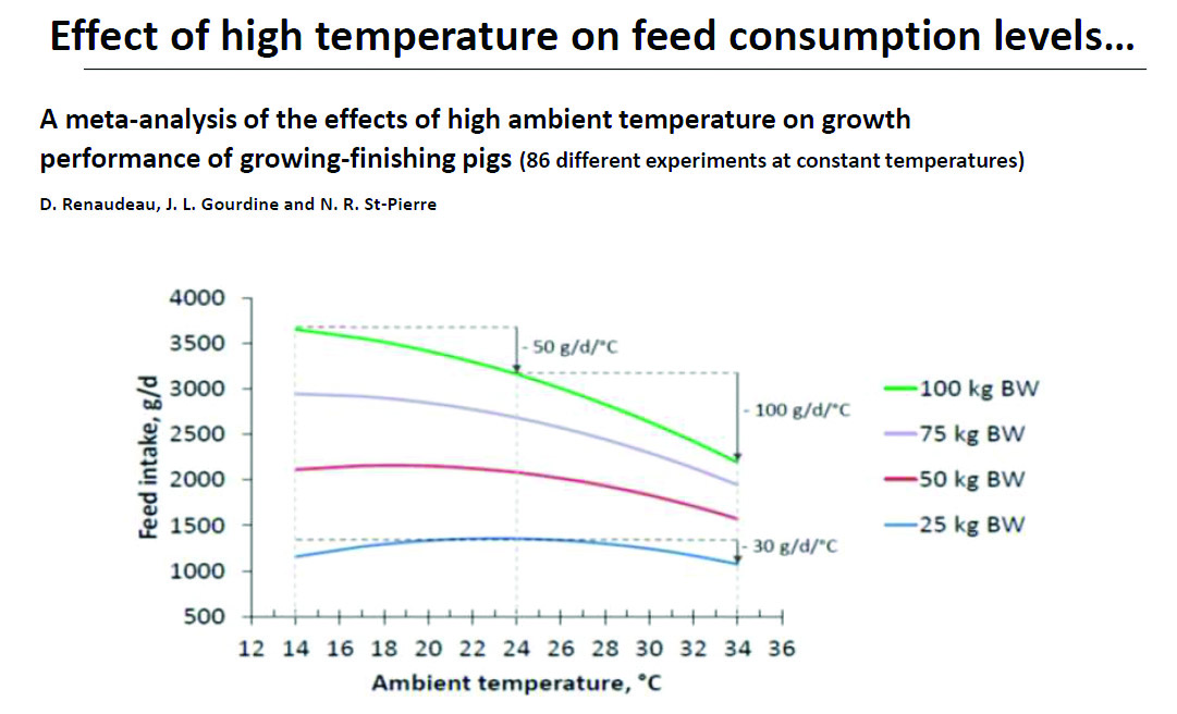 Heat stress in pigs… back to basics Pig World