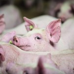 Heat stress in pigs… back to basics Pigs on farm