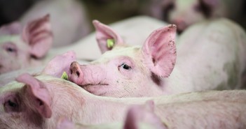 Heat stress in pigs… back to basics Pigs