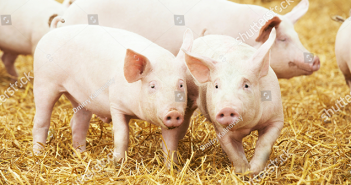 stock-photo-two-young-piglet-on-hay-and-straw-at-pig-breeding-farm-331740527