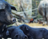 African Swine Fever detected in two more European countries