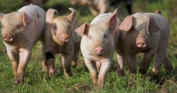 RSPCA Assured announces new pig and poultry awards shortlist RSPCA assured awards