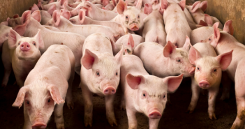 Elanco to host seminar on piglet gut health Join Elanco's CPD seminar on what prescription will replace Zinc