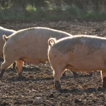EU pig meat production falls as average market price climbs Pig crisis