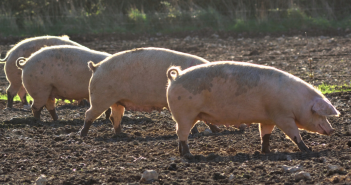 EU pig meat production falls as average market price climbs Pig crisis