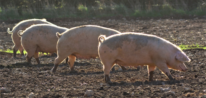 EU pig meat production falls as average market price climbs