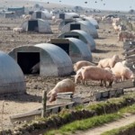 Farming Community Network releases video in support of pig farmers pig farm outdoor cull