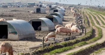 Farming Community Network releases video in support of pig farmers pig farm outdoor cull