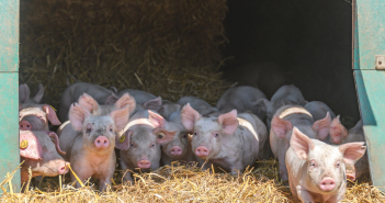 Allen Farming Group teams up to create on-the-job pig industry training scheme A4 Poster v.2