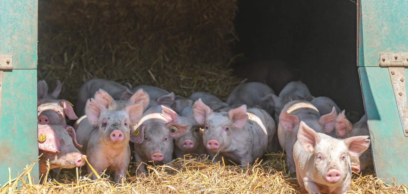 Project launches to bring farmers remote livestock health monitoring