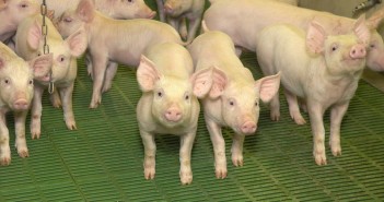 Indoor weaner pigs on slats
