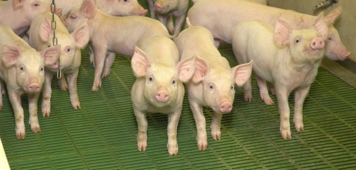 Indoor weaner pigs on slats