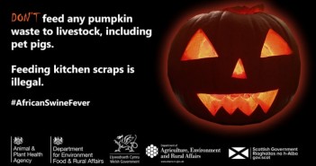 APHA issues warning about feeding post-Halloween pumpkins to pigs pumpkin waste