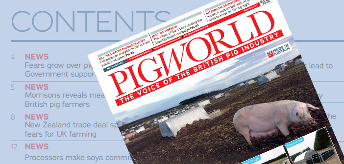 Pig World – November 2021