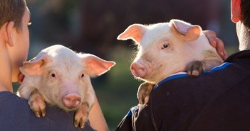 Two,Young,Farmers,Holding,Cute,Piglets,On,Their,Shoulder