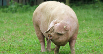 New genomic study highlights robust measures needed to save rare Lop pig breed Photo credit Linda Trotman